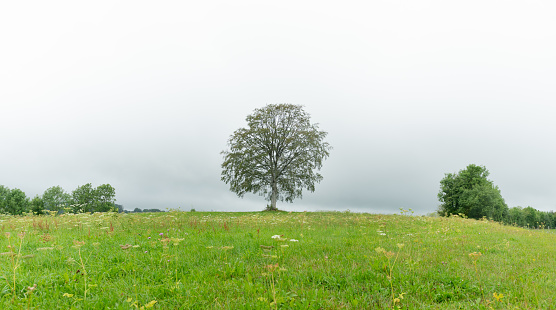 Alone tree in a meadow in stormy weather in summer.