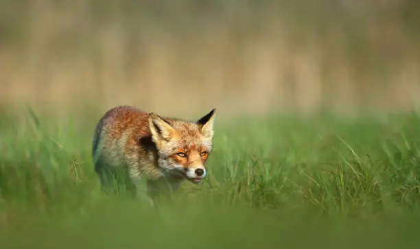 Close up of a Red fox (Vulpes vulpes) walking in green grass in summer.