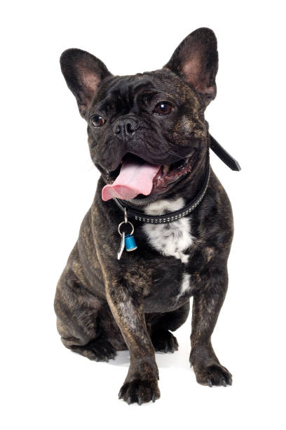 istock French Bulldog dog on white background 1387983579