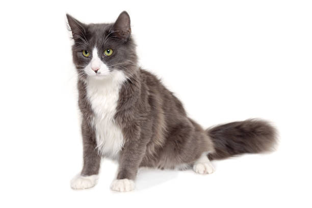 istock Gray cat sitting on a clean white background 1387983592