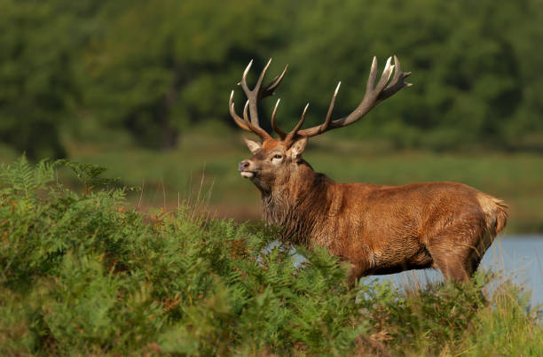 istock Red deer stag standing in ferns by a pond 1387983615