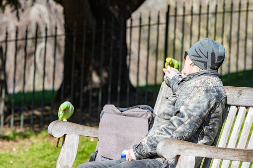 A mature man feeding two Rose Ringed Parakeets at Hyde Park in City of Westminster, London