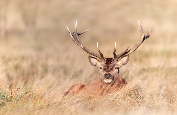 istock Portrait of a red deer stag lying in grass 1387984020
