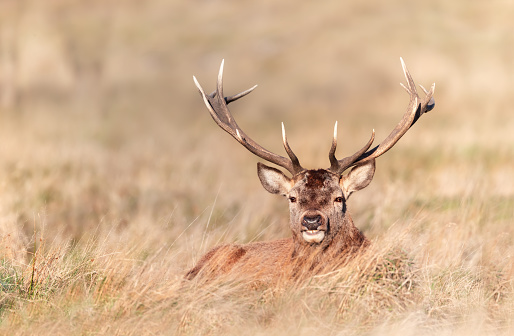 Portrait of a red deer stag lying in grass, United Kingdom.