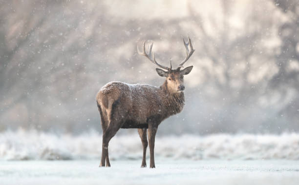 istock Red deer stag in the falling snow in winter 1387984045