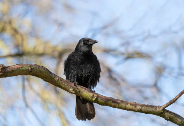 istock Close up of a Carrion crow perched on a tree branch 1387984072