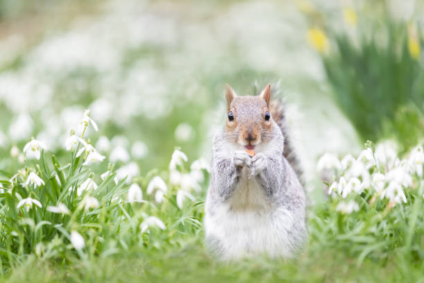 istock Close-up of a Grey Squirrel eating nut in snowdrops 1387984082