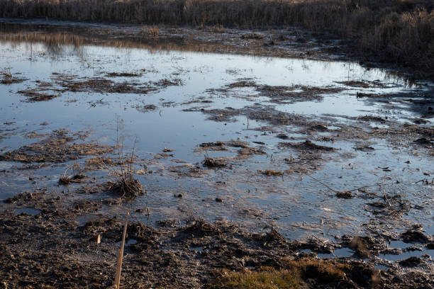 istock View of swamp. Polluted river. 1387985147