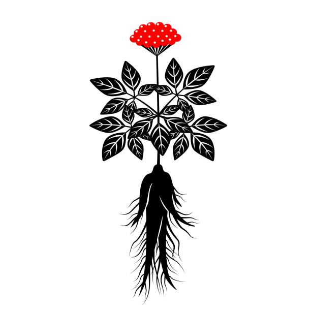 ilustrações de stock, clip art, desenhos animados e ícones de ginseng with roots, leaves and berries - ginseng root herbal medicine panax