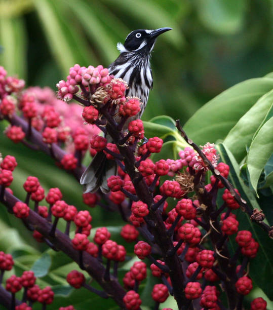 istock New Holland Honeyeater Bird 1387986573