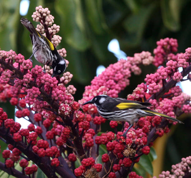 istock New Holland Honeyeater Bird 1387986577