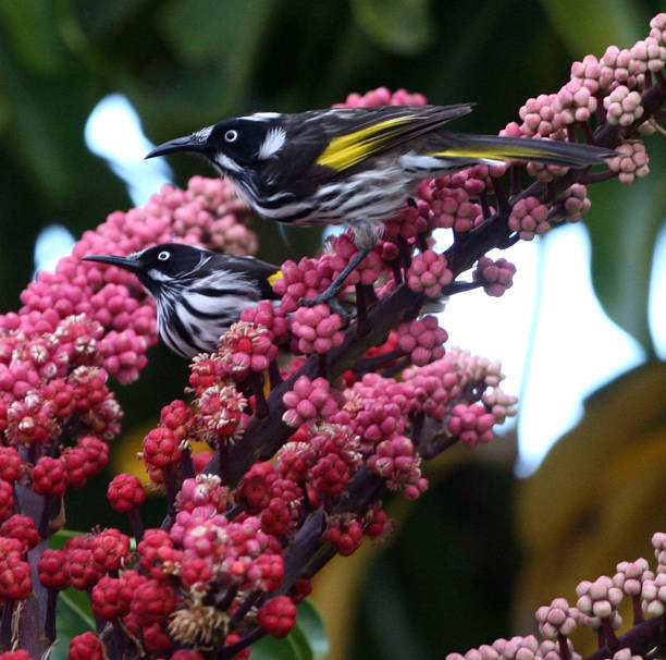 istock New Holland Honeyeater Bird 1387986579