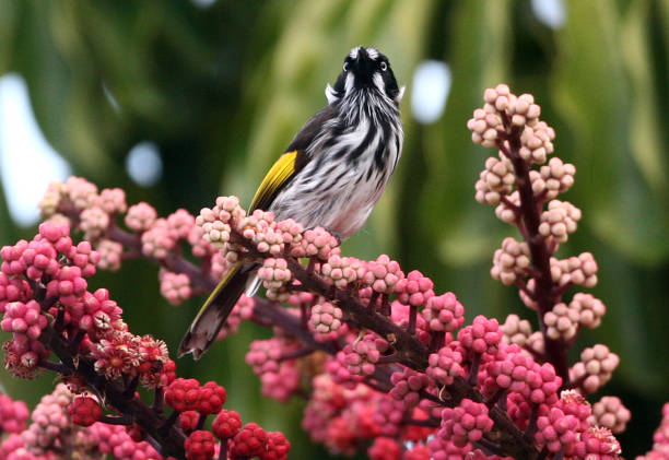 istock New Holland Honeyeater Bird 1387986587