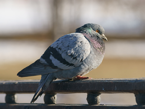 Photography of gray city pigeon. Sunny spring day. Defocused background. Animal theme.