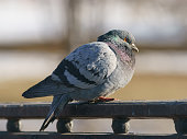 Urban gray city pigeon