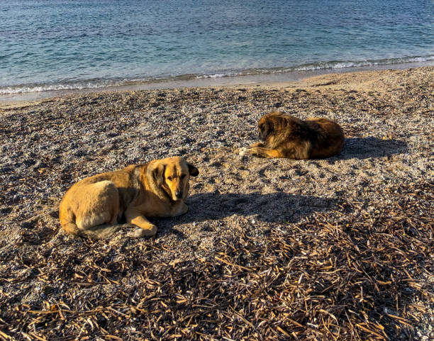 istock Two Lazy dogs relaxing and sleeping on sand beach 1387988303