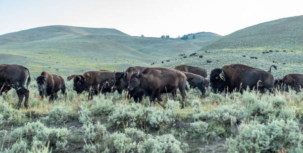istock Bison graze in Lamar Valleyat Yellowstone National 1387989036
