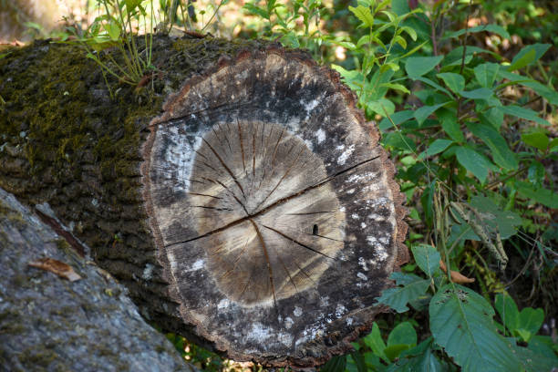 istock Felled pine log covered with moss and lichen . 1387989116