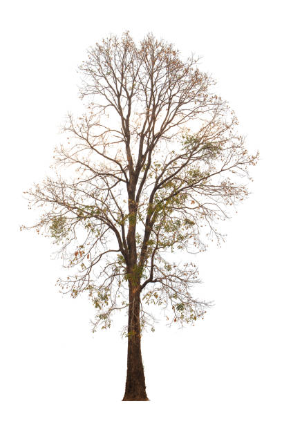 Paduke Tree 390+ Padauk Tree Stock Photos, Pictures & Royalty-Free Images - iStock