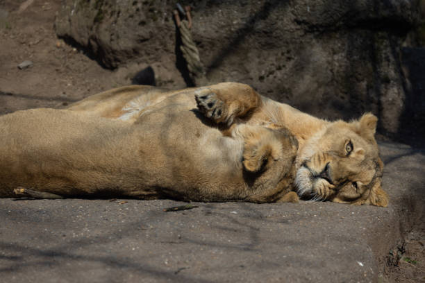The majestic lion lies on a rock.
