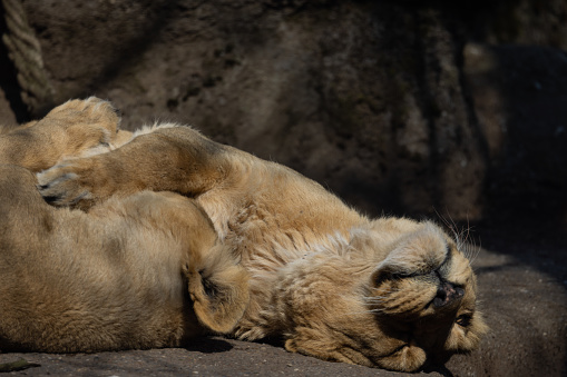 Lion cub learning with lioness