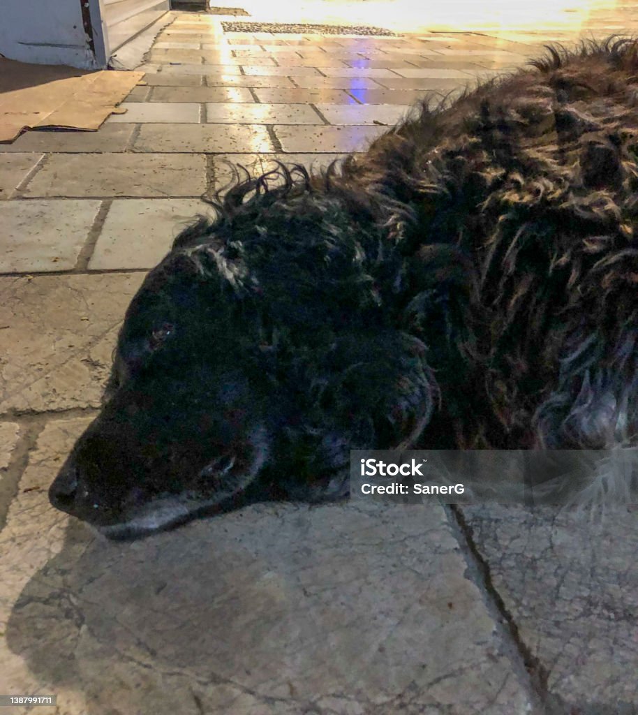 Stray dog in Bodrum, Turkey Animal Stock Photo