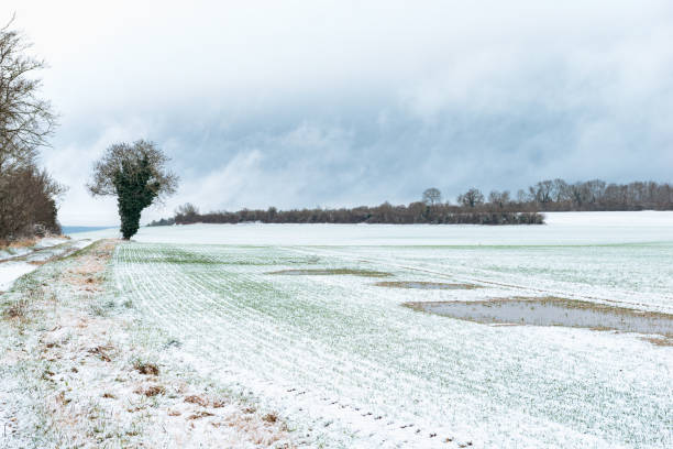 a snow covered agricultural field with trees and a cloudy sky stock photo