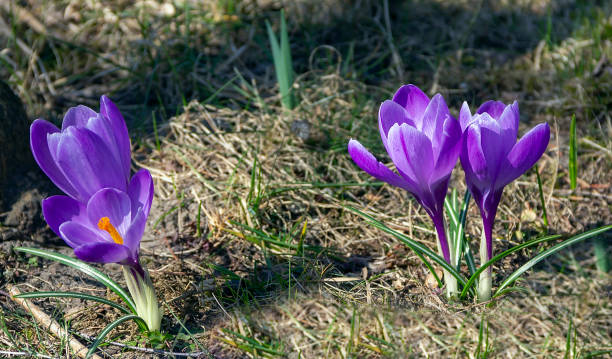 istock Violet crocuses growing in a green meadow 1387991964