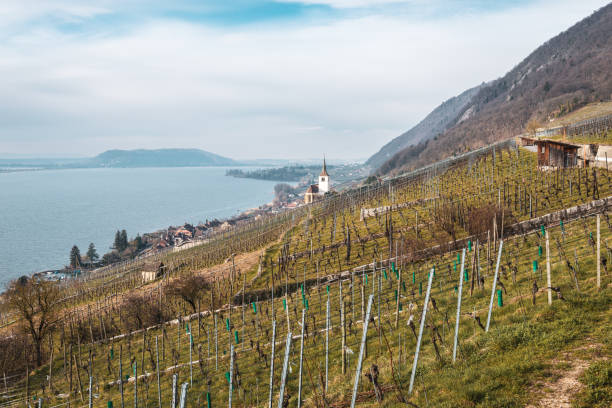 スイスのブドウ畑とビール湖の眺め - jura canton ストックフォトと画像