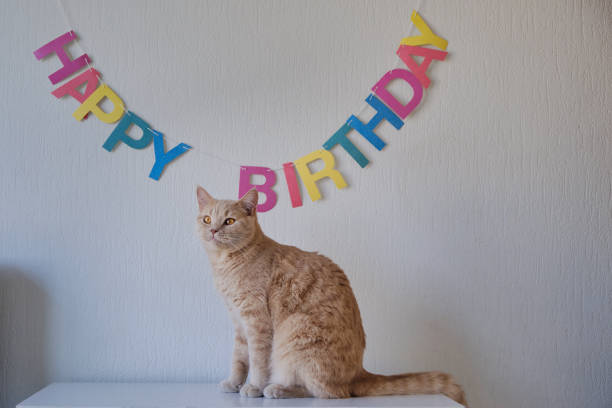 Portrait of a fluffy ginger cat sitting on a dresser and looking away with the writing happy birthday in the background