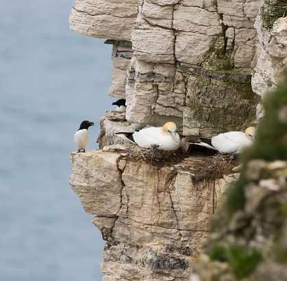 Taken on Bempton Cliffs.  Some of the cracks in the cliffs look pretty precarious.