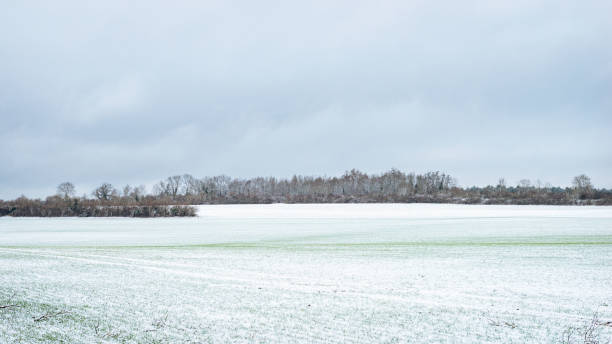 istock a snow covered agricultural field with trees on the horizon 1387993428