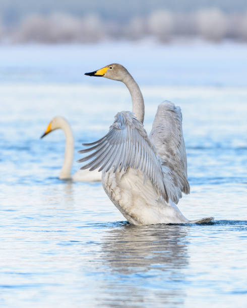 istock Swan on the water close-up 1387993444