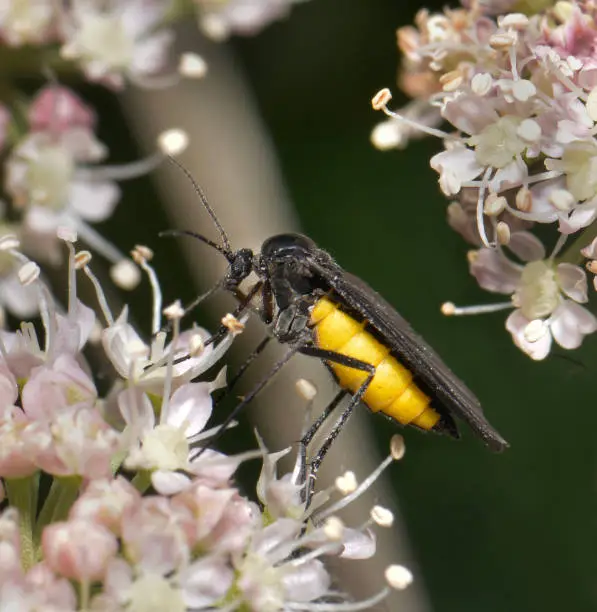This striking Sawfly, Arge Pagana, flies May to September. The thorax and legs are often totally black but always contrasted with a bright yellow body. The sawfly is resting or feeding on blossom and is very well focussed.
