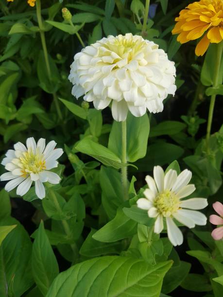 istock Zinnia - in the garden 1387993647