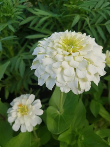 istock Zinnia - in the garden 1387996086