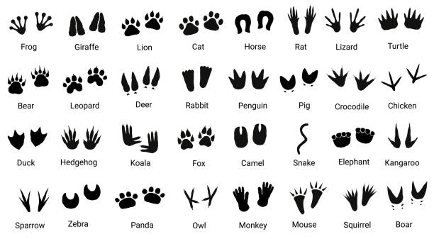 Set with animals footprint Big set with animals footprint in black color. Paw trace in different shape amphibian illustrations stock illustrations