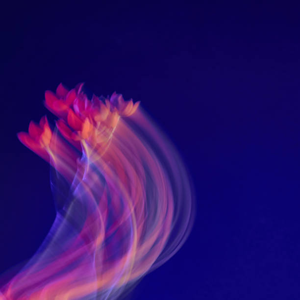 istock Flowers. Abstraction. Freeze light. 1387996955
