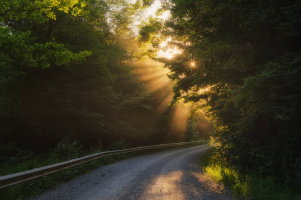 The sun illuminates the dirt road through the foliage. Gold dust over the road. Summer landscape. Rural road.