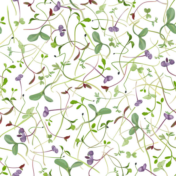 ilustraciones, imágenes clip art, dibujos animados e iconos de stock de patrón de repetición sin fisuras de microgreens brotantes sobre fondo blanco, ilustración vectorial. - cress