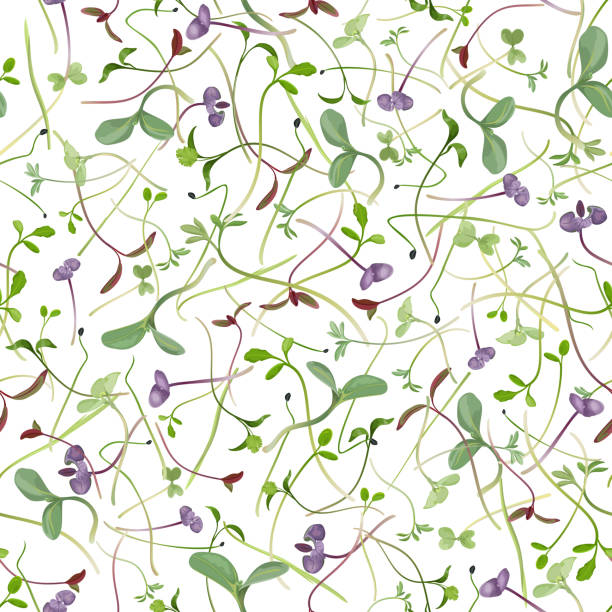 흰색 배경, 벡터 일러스트에 마이크로 그린을 발아의 원활한 반복 패턴. - vegetable garden organic gardening vegetable stock illustrations