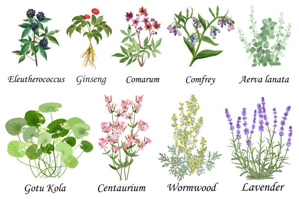 illustrazioni stock, clip art, cartoni animati e icone di tendenza di raccolta di erbe medicinali e curative. set di illustrazioni vettoriali botaniche disegnate a mano, isolate su bianco. - usa blooming flower botany