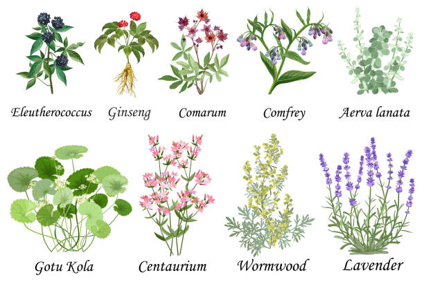 약용 및 치유 허브 컬렉션. 손으로 그린 식물 벡터 일러스트레이션 세트, 흰색에 격리. - alternative medicine herb garden plant flower stock illustrations
