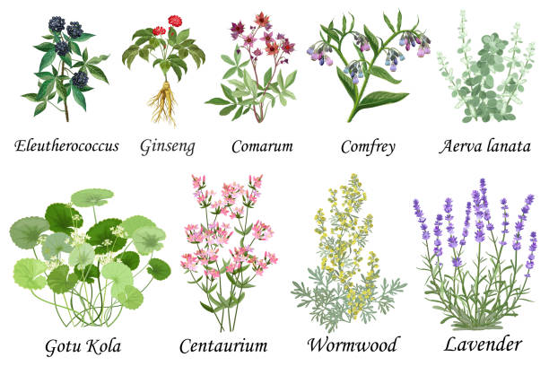 Free download of herbal vector graphics and illustrations