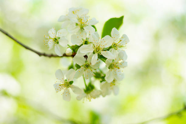 istock Cherry blossoming tree. Flowers on the branches. Close-up. 1387999730