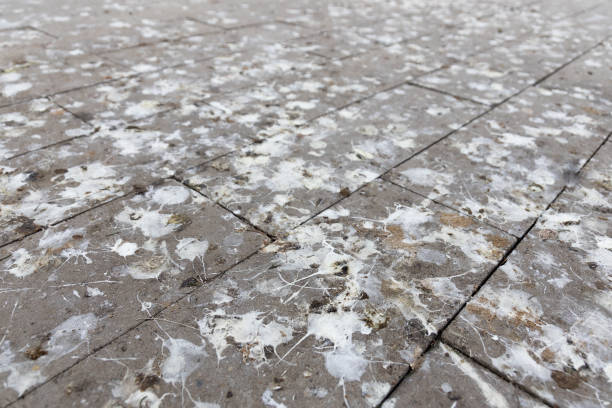 istock bird droppings on paving slabs 1387999747