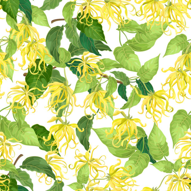Seamless repeating pattern of Ylang-ylang (Cananga) flowers on white background, vector illustration. Seamless repeating pattern of Ylang-ylang (Cananga) flowers on white background, vector illustration. ylang ylang stock illustrations