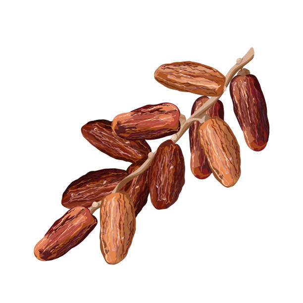 illustrations, cliparts, dessins animés et icônes de fruits de dattes secs, illustration vectorielle isolée. - datte