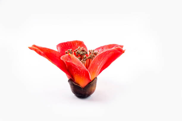 Red flower Bombax ceiba on white background