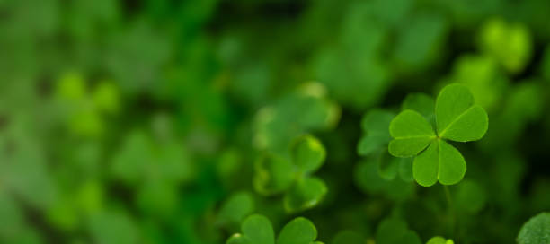 istock Spring background frame, shamrock , Clover Leaves for Green background 1388000444